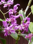 Orchids.JPG (122 KB)